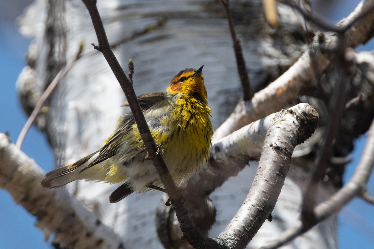 Cape May Warbler - ML557400661