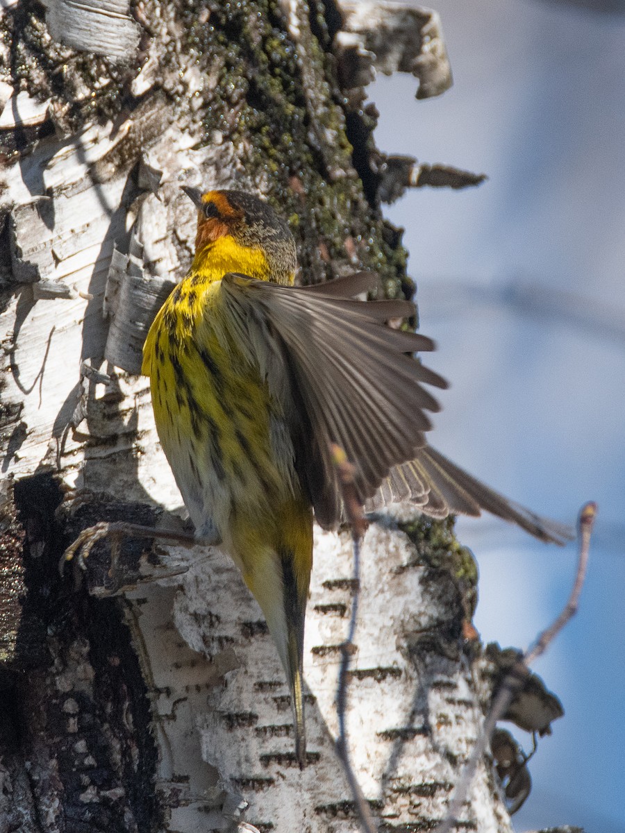 Cape May Warbler - ML557400671