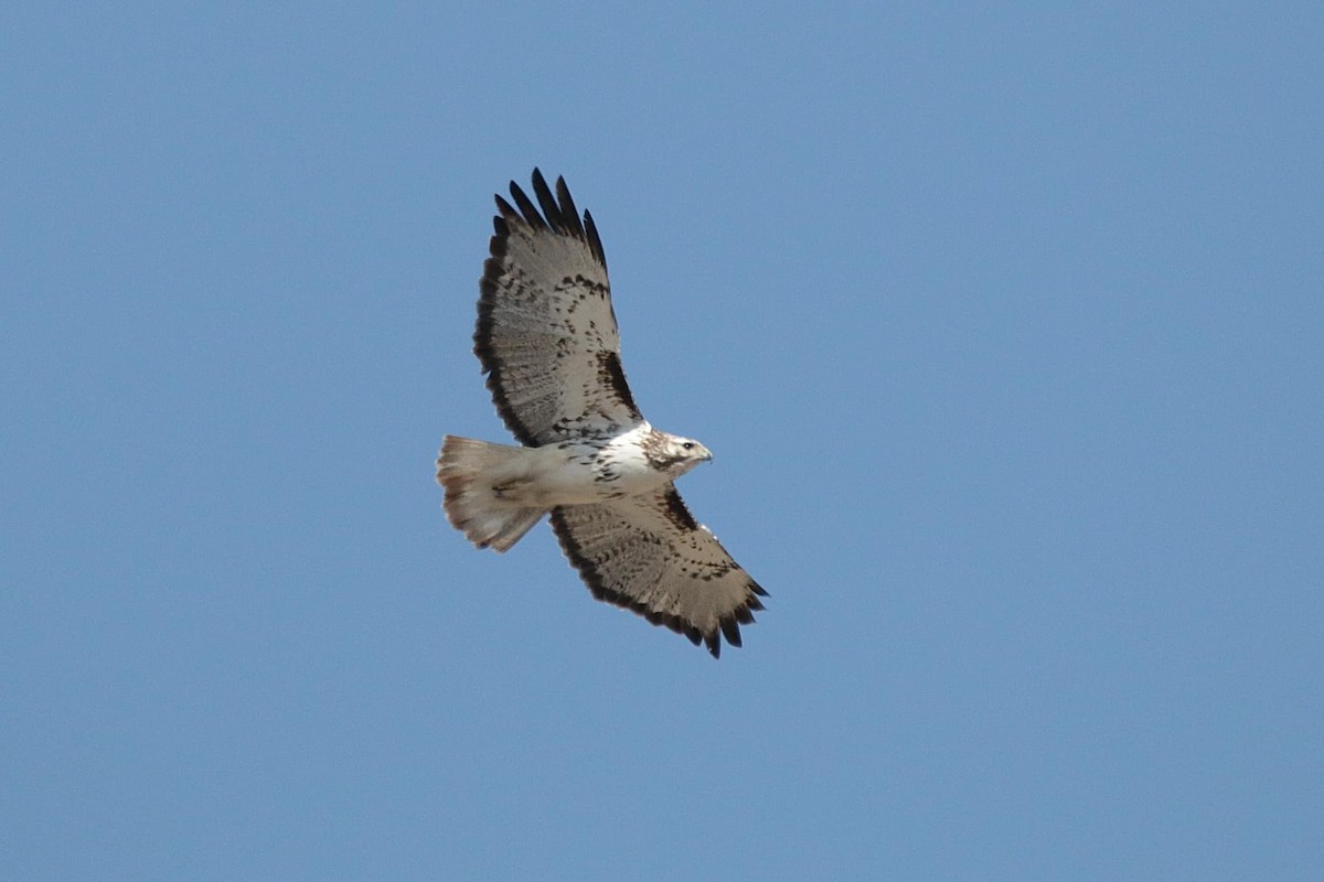 Red-tailed Hawk (Harlan's) - ML557401581