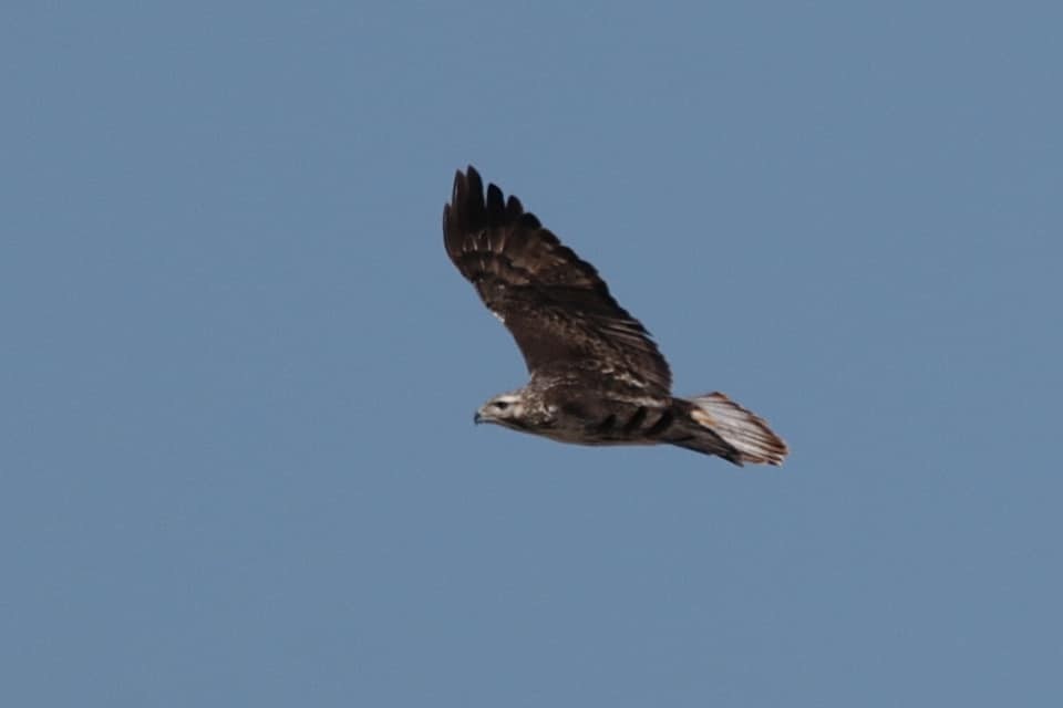 Red-tailed Hawk (Harlan's) - ML557401651