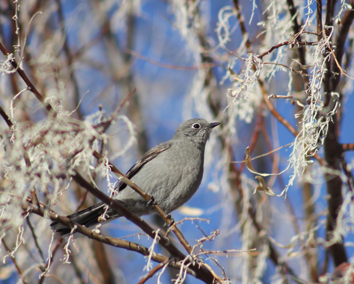Townsend's Solitaire - ML557402011
