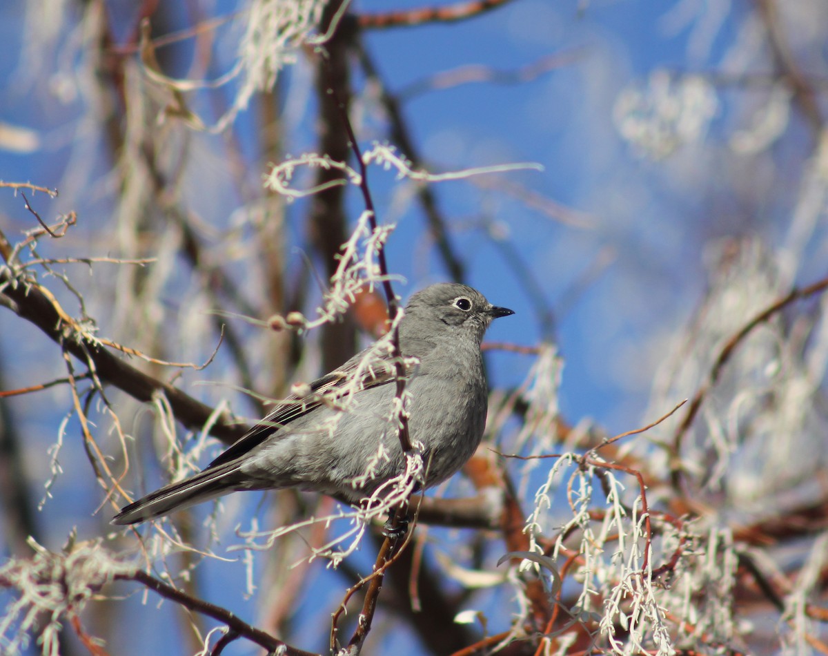 Townsend's Solitaire - ML557402021