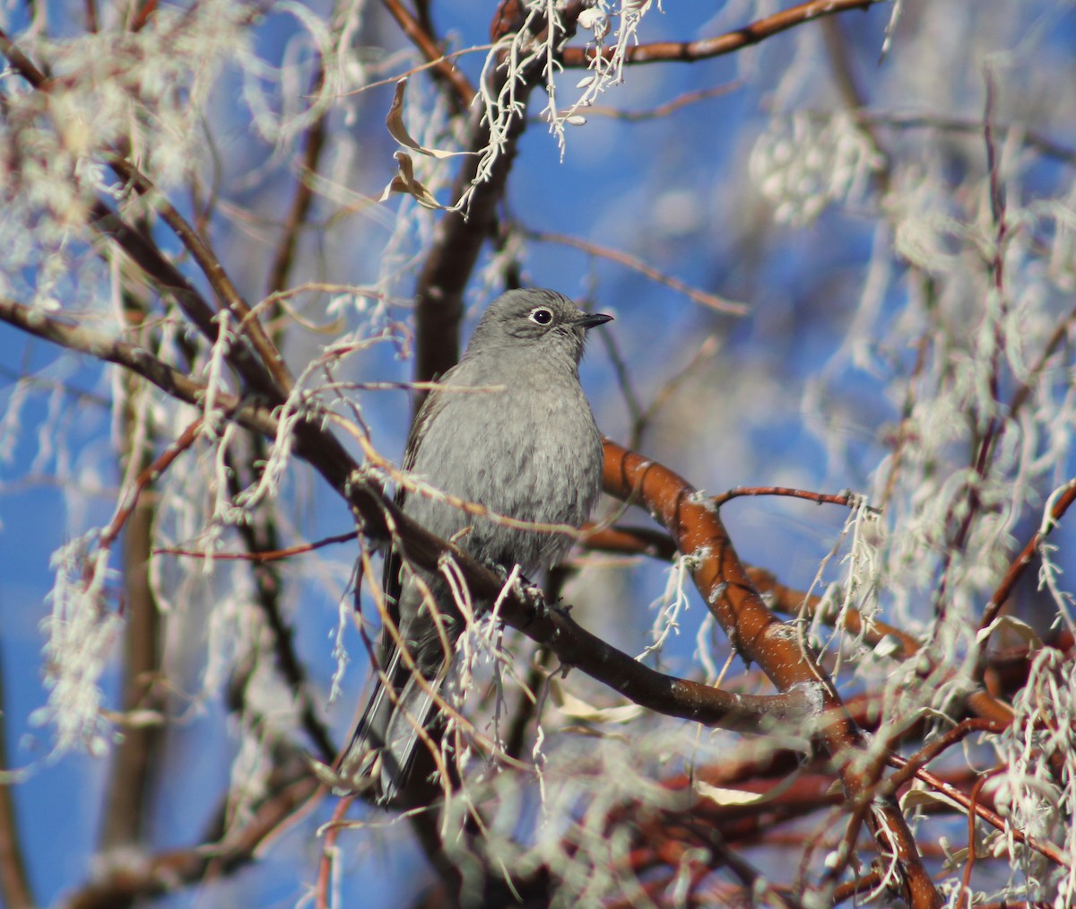 Townsend's Solitaire - ML557402031