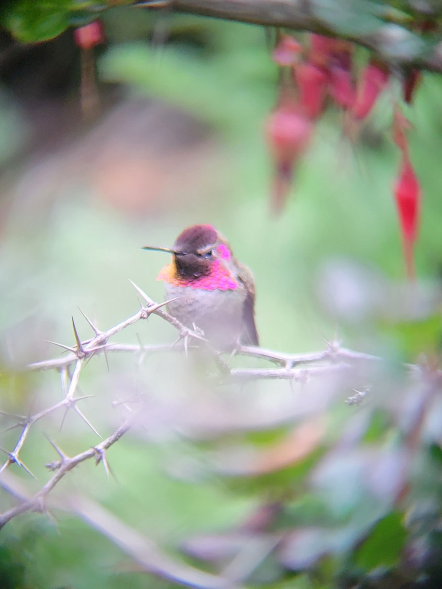 Anna's Hummingbird - ML557402201