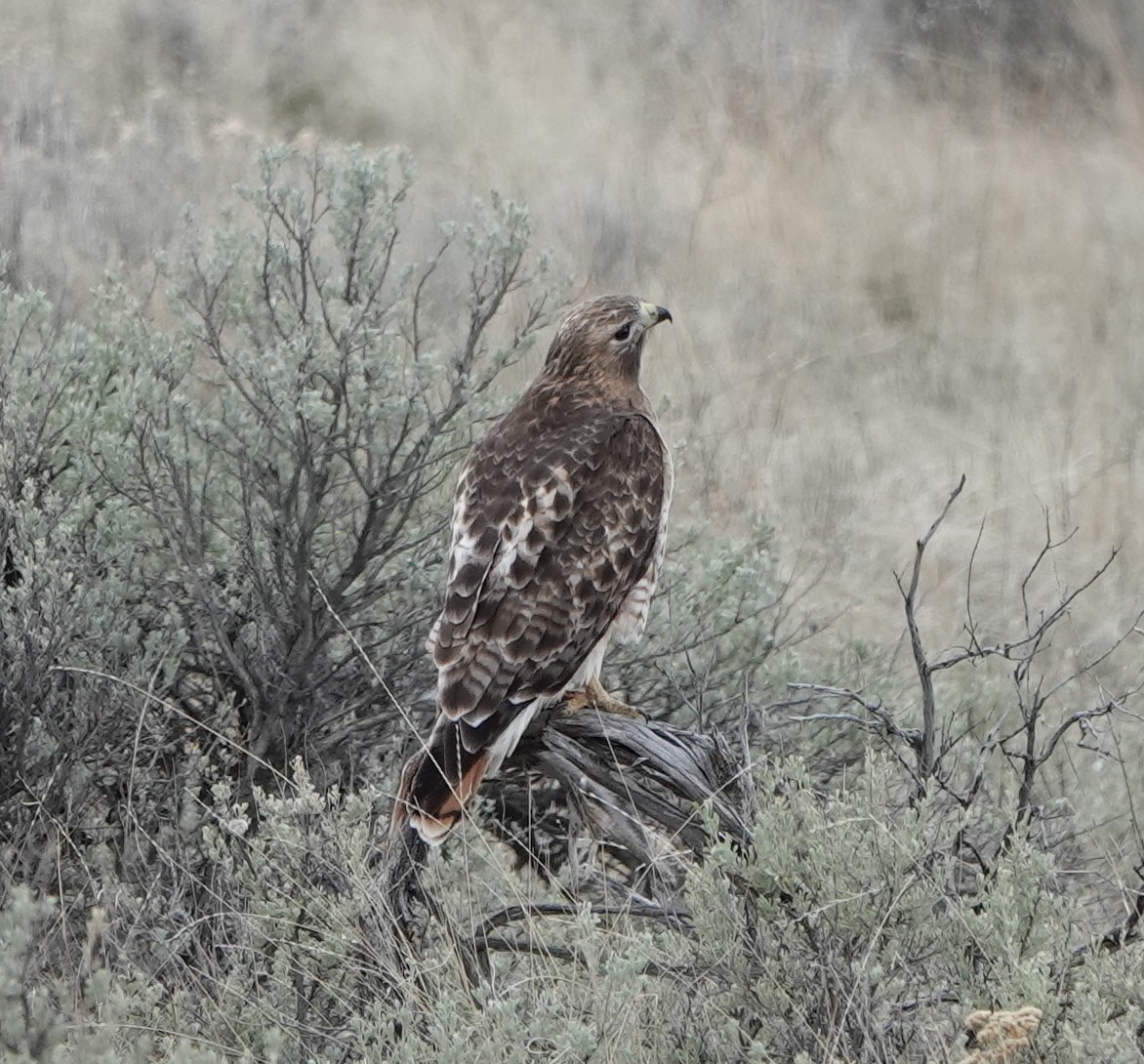 Red-tailed Hawk - ML557404781