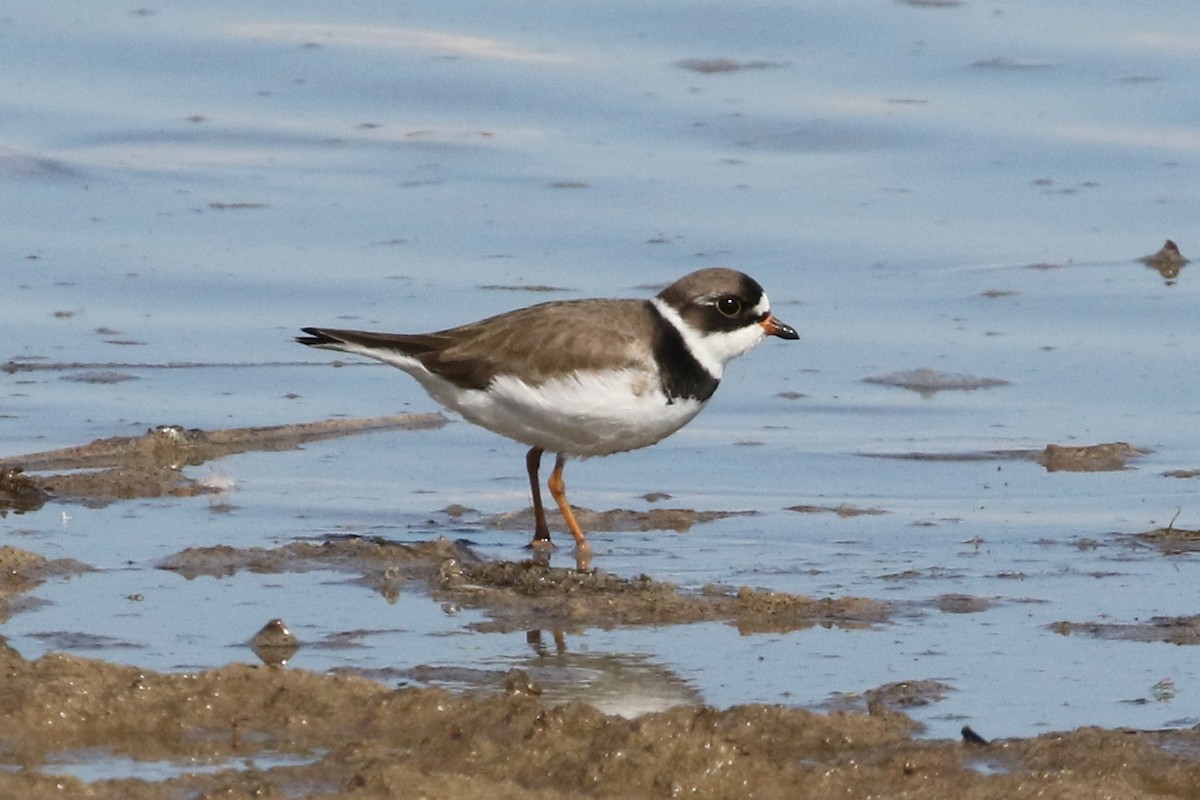 Semipalmated Plover - Mark Chavez