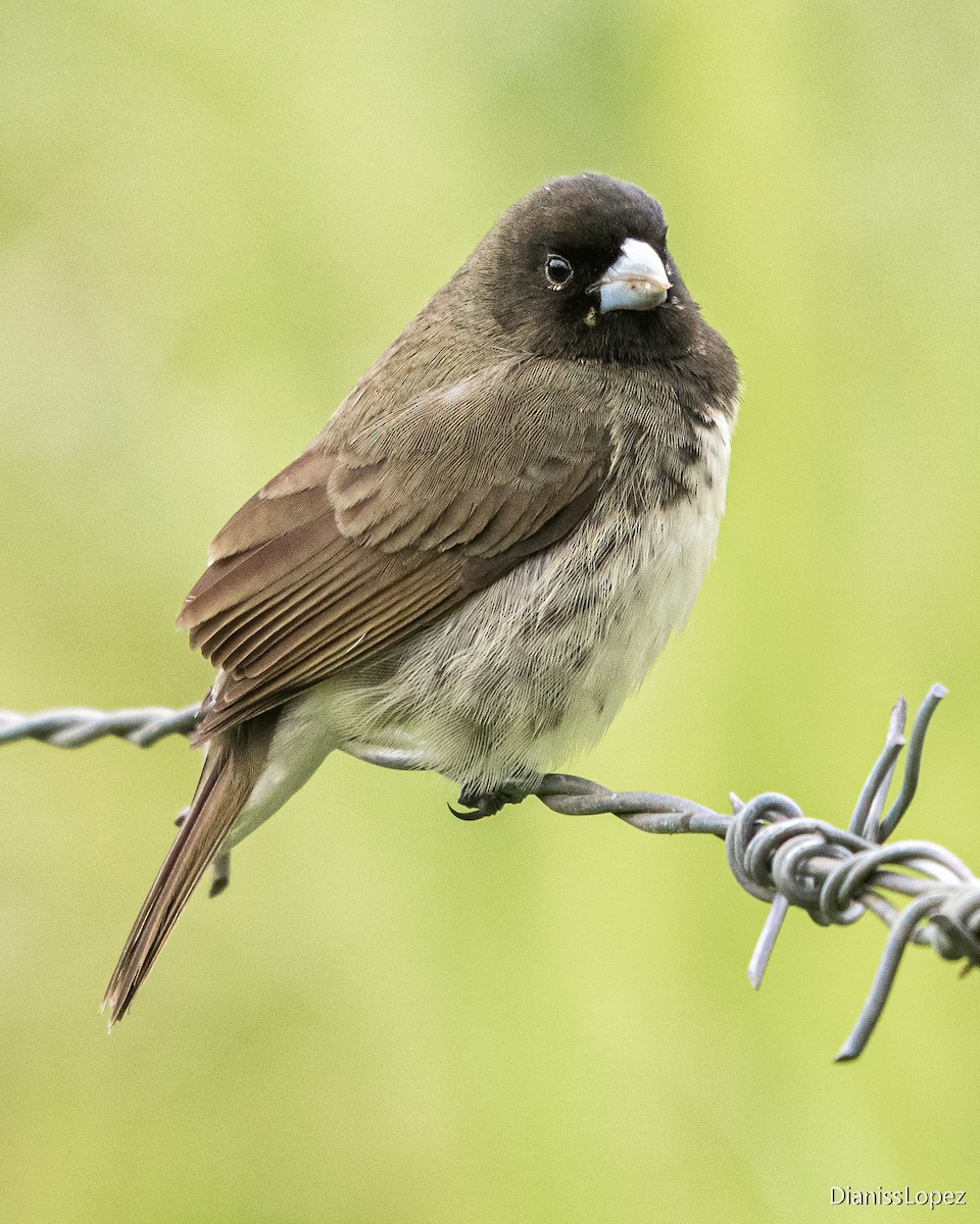 Yellow-bellied Seedeater - ML557412671