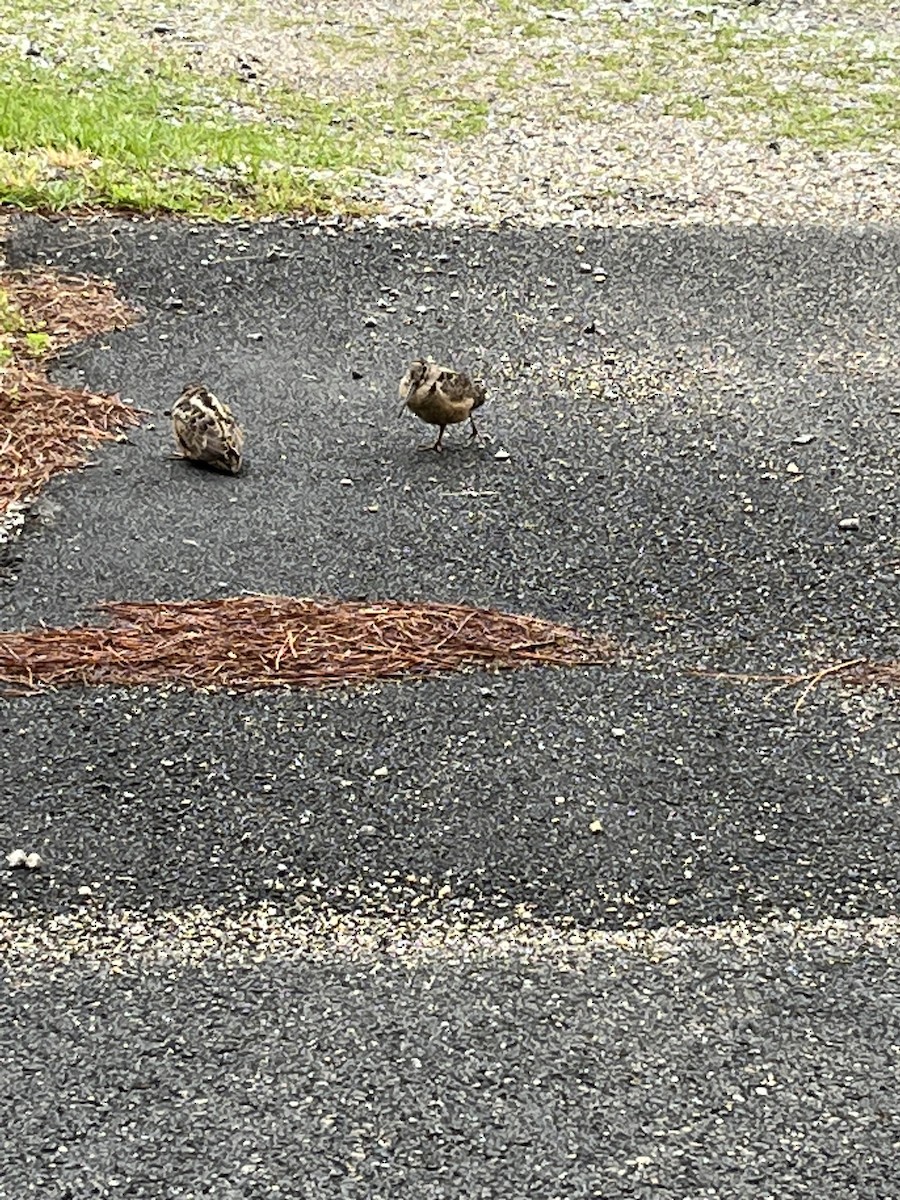 eBird Checklist 13 Apr 2023 Pine Street Ext, Pearl River USLA (30.3724,89.7985) 1 species