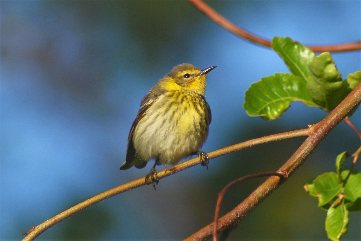 Cape May Warbler - ML55741461