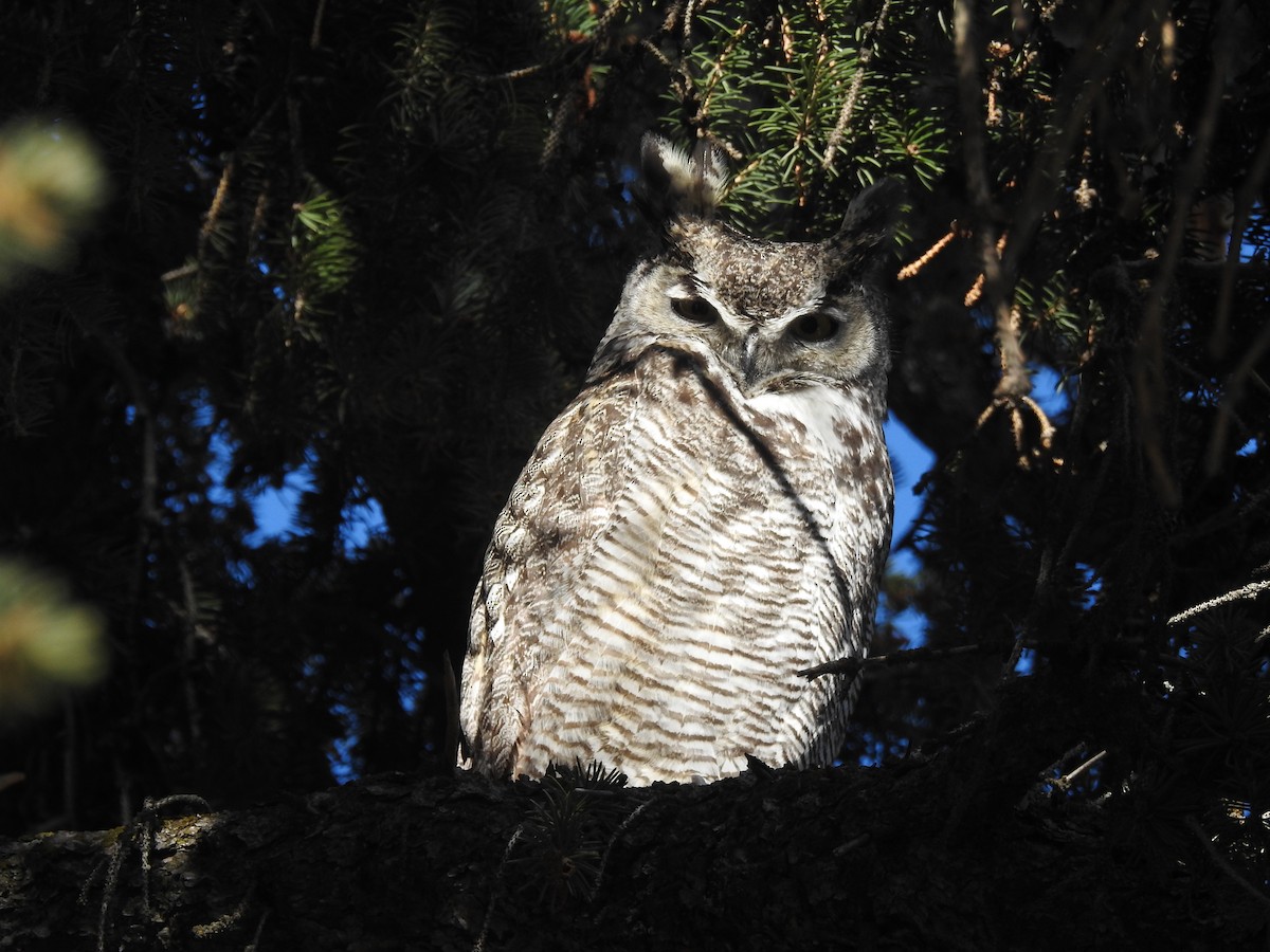 Great Horned Owl - ML557415821