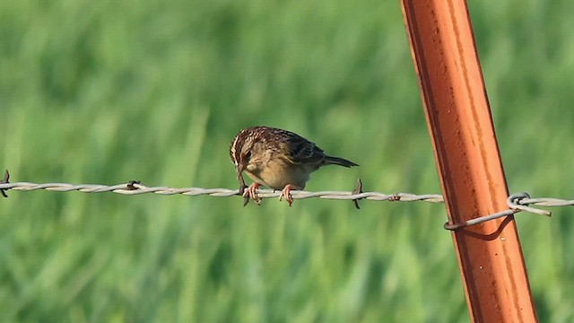 Grasshopper Sparrow - ML557418311