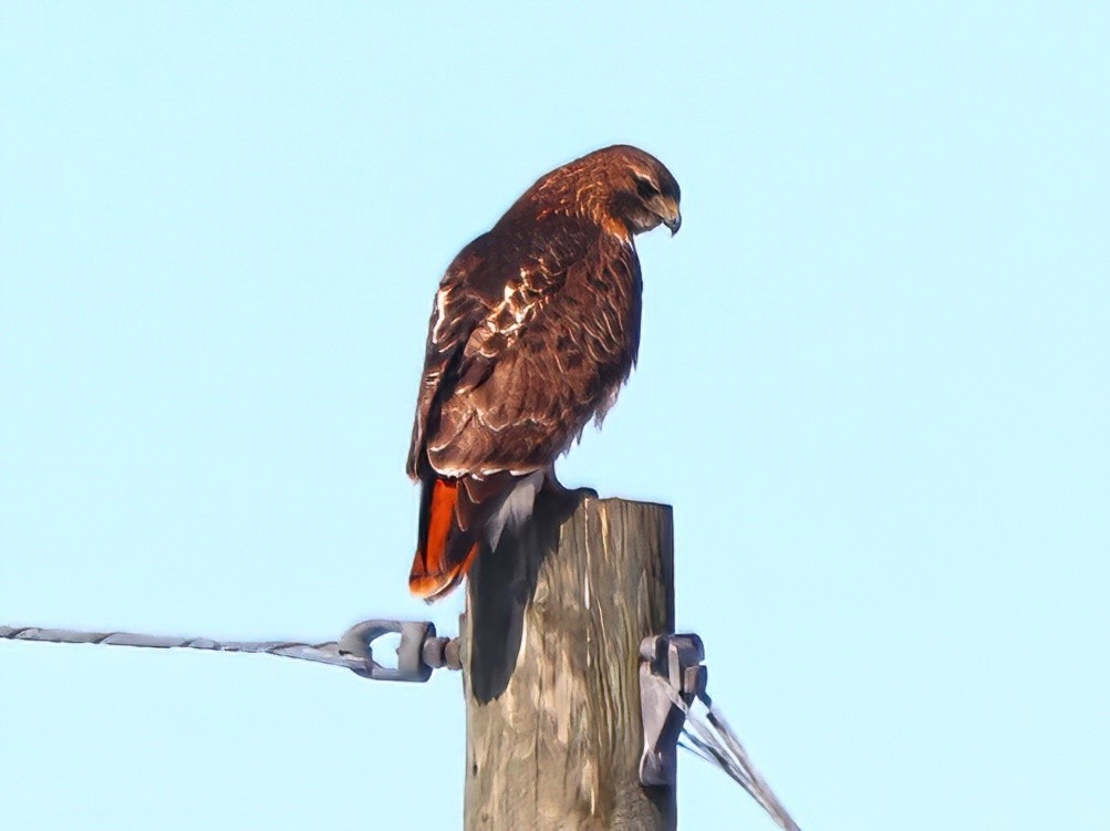 Red-tailed Hawk - ML557418661