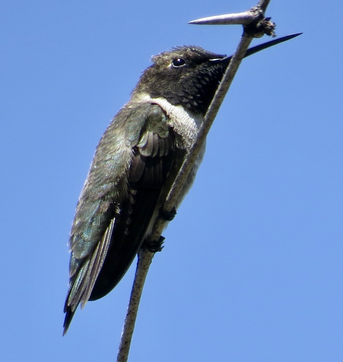 Black-chinned Hummingbird - ML557420851