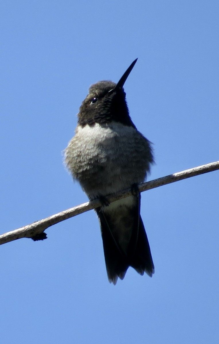 Black-chinned Hummingbird - ML557420871
