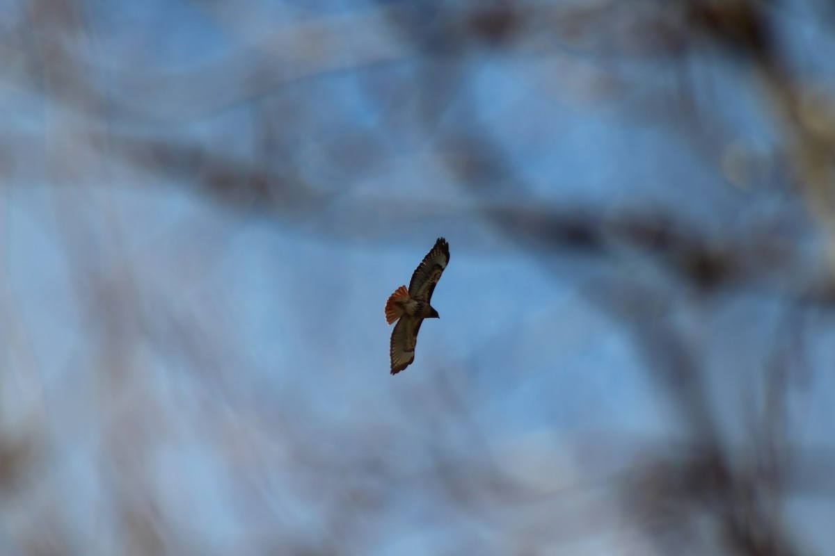 Red-tailed Hawk - J Millsaps