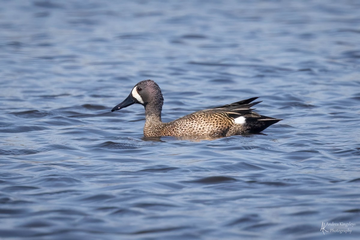Blue-winged Teal - ML557421641