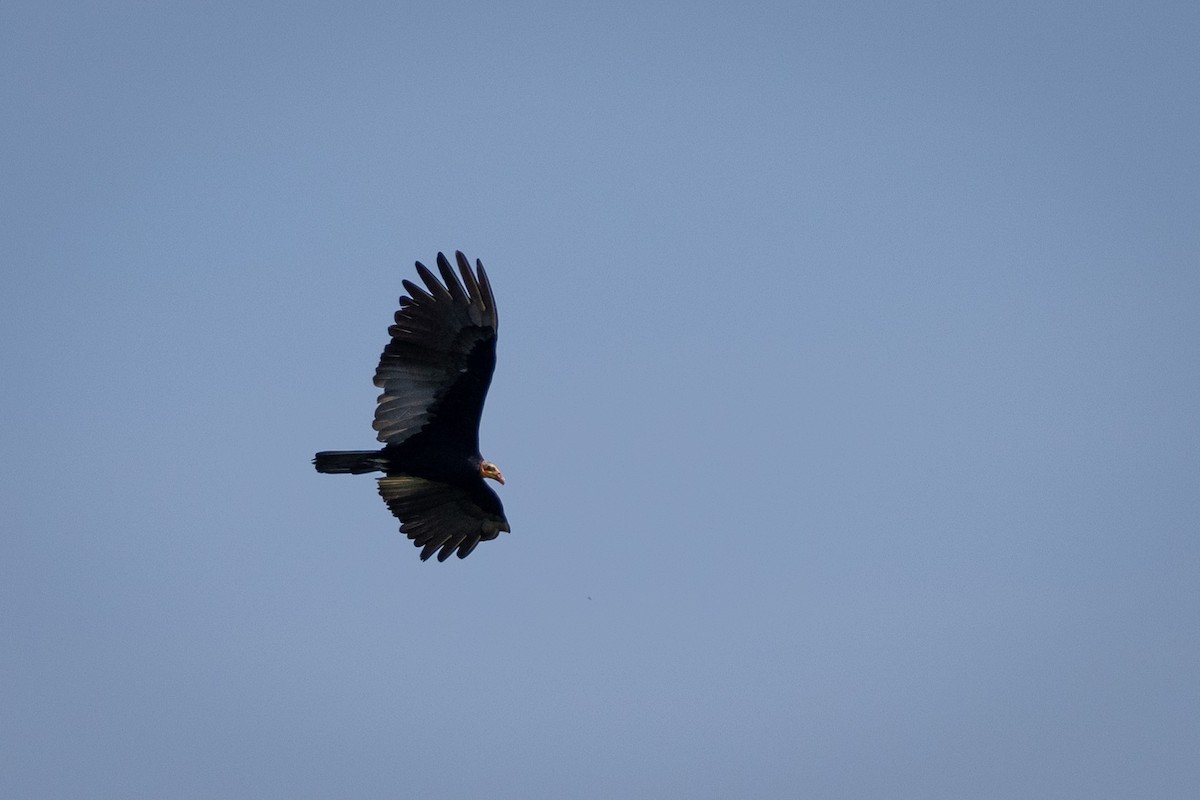 Greater Yellow-headed Vulture - ML557421741