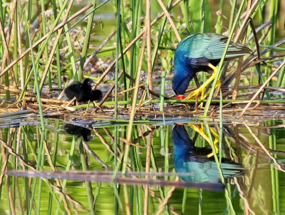 EBird Checklist 13 Apr 2023 Plantation Preserve 34 Species