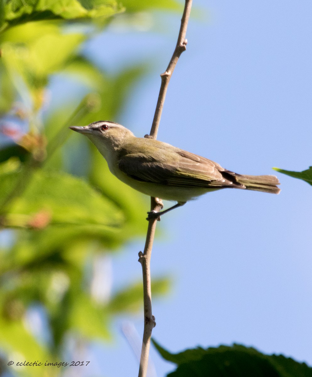 Red-eyed Vireo - Janey Woodley