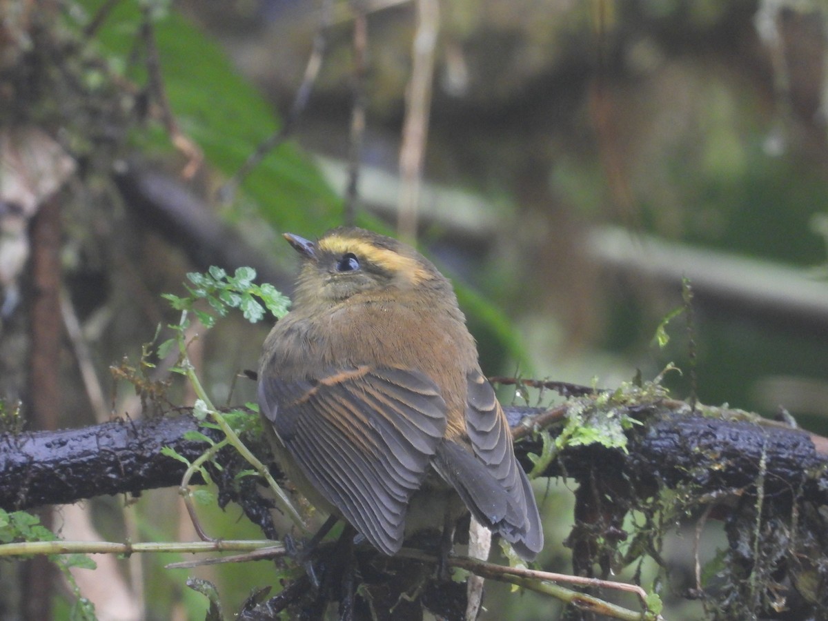 Brown-backed Chat-Tyrant - ML557428671