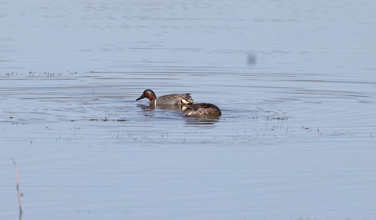 Green-winged Teal - ML557428901