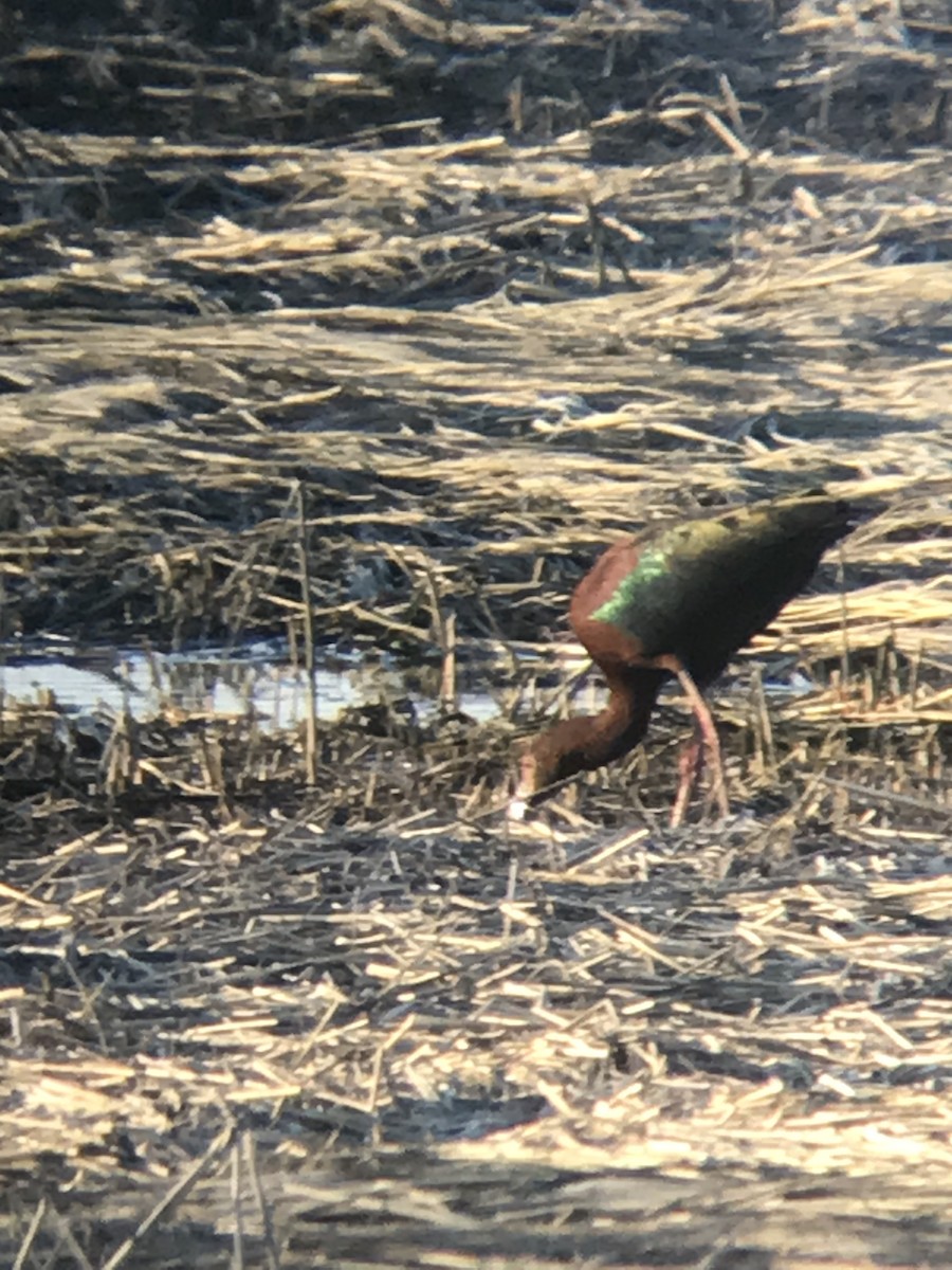 EBird Checklist 13 Apr 2023 Scarborough Marsh Dunstan Landing 23