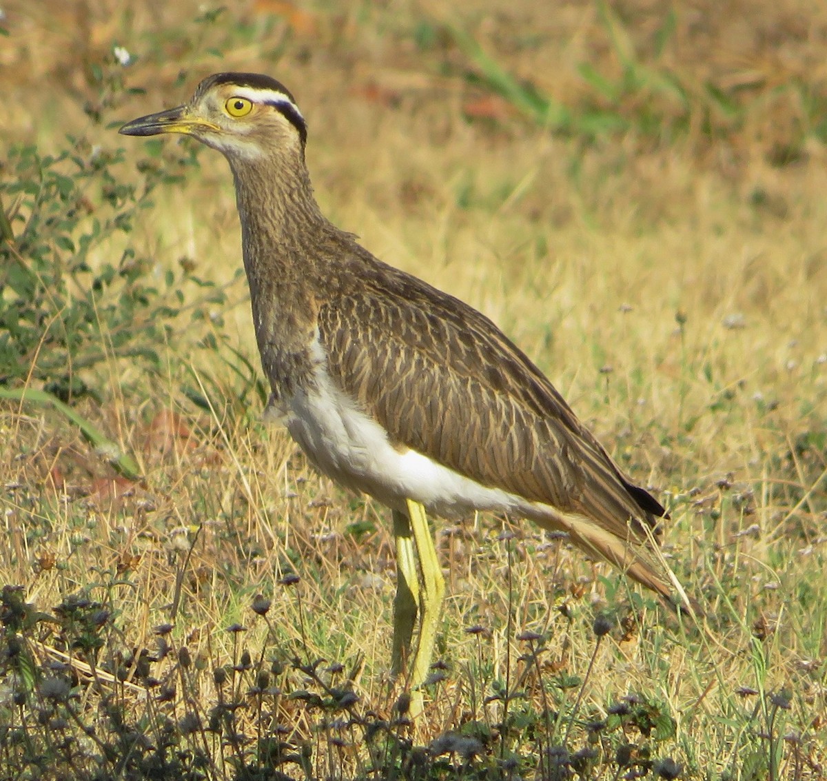 Double-striped Thick-knee - ML557431361