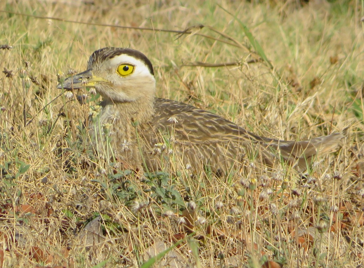 Double-striped Thick-knee - ML557431371