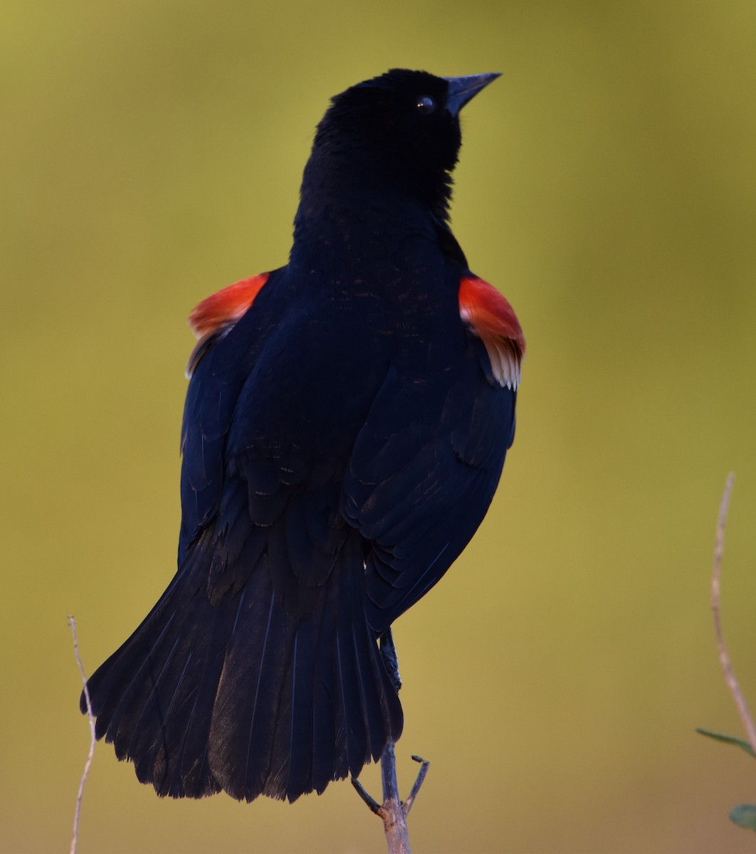 Red-winged Blackbird - ML557433001