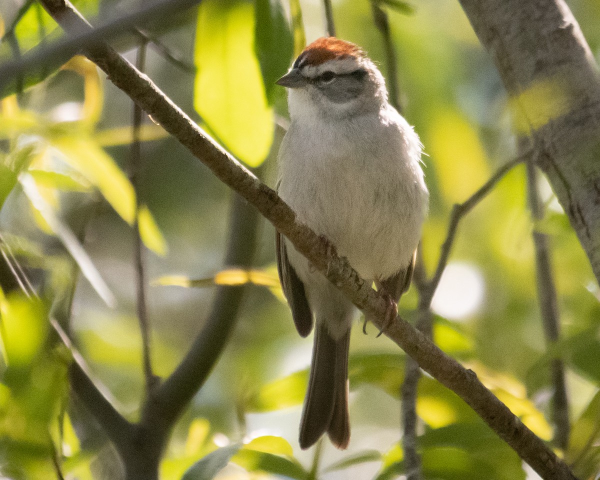 Chipping Sparrow - ML557435951