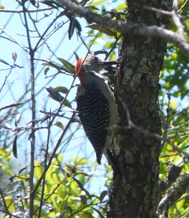 Red-bellied Woodpecker - ML557439581