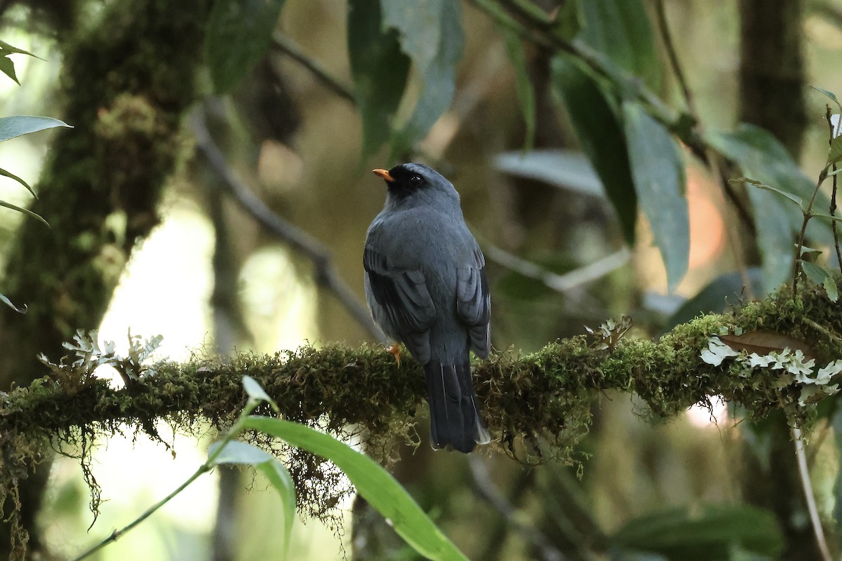 Black-faced Solitaire - ML557451601