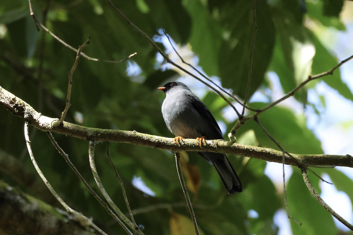 Black-faced Solitaire - ML557451611