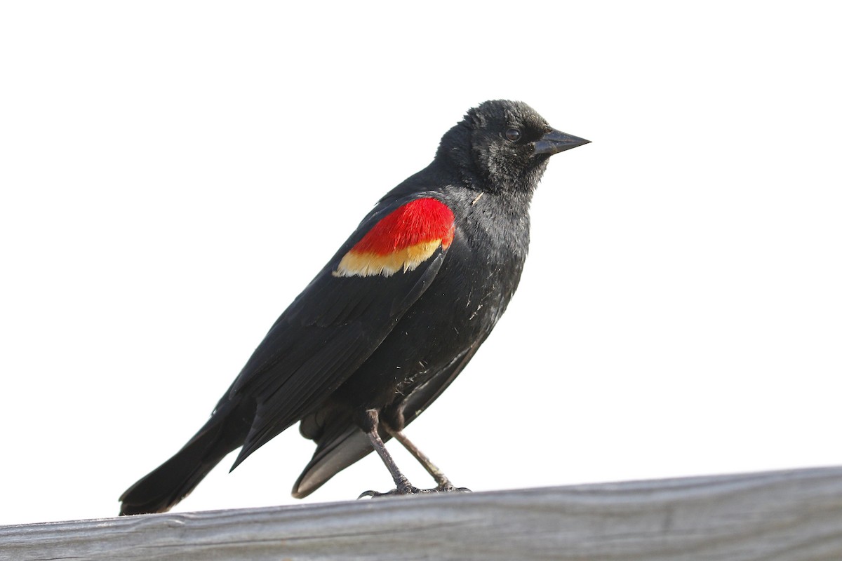 Red-winged Blackbird - ML55745251