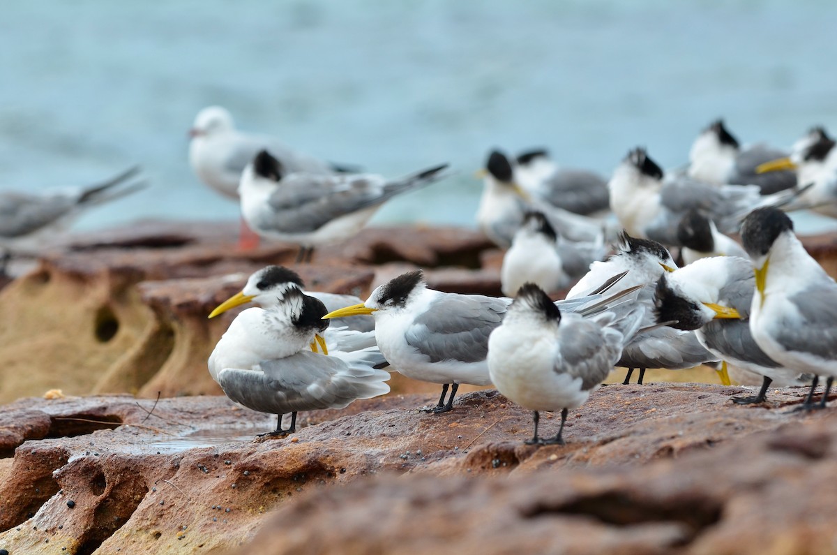 Great Crested Tern - ML557453181