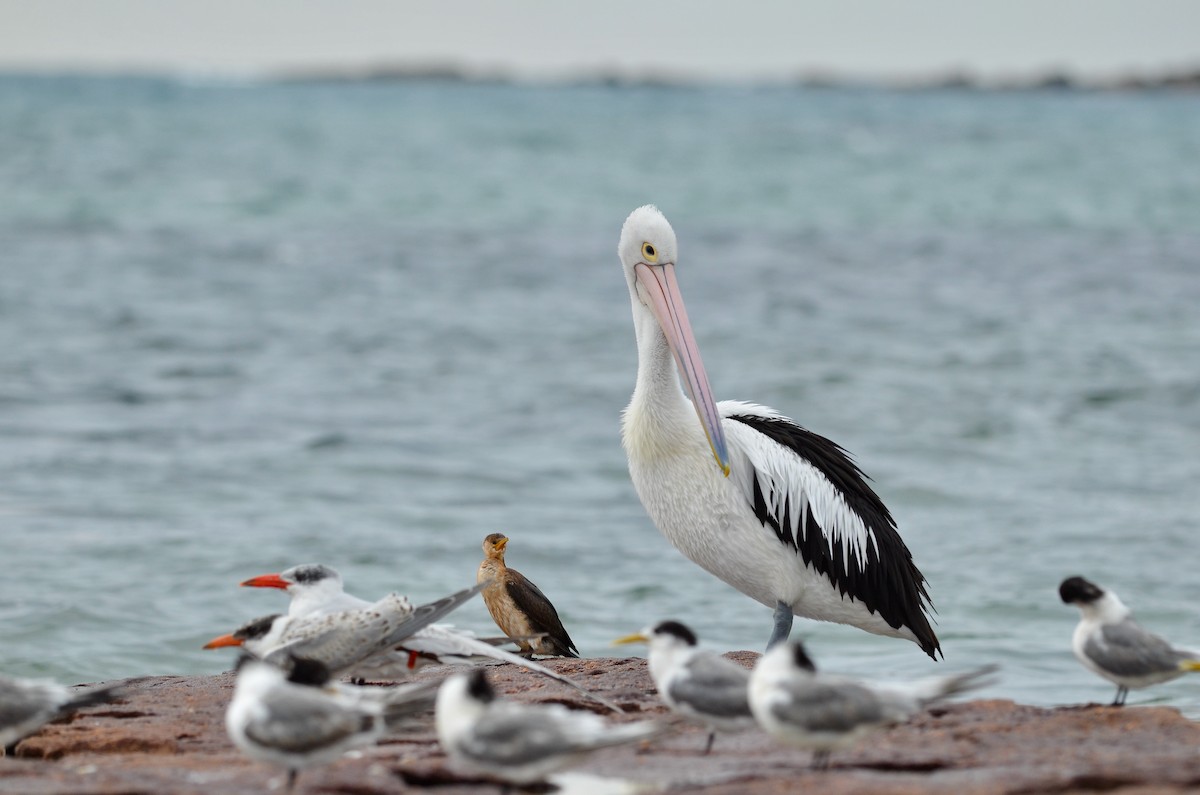 pelikán australský - ML557453361