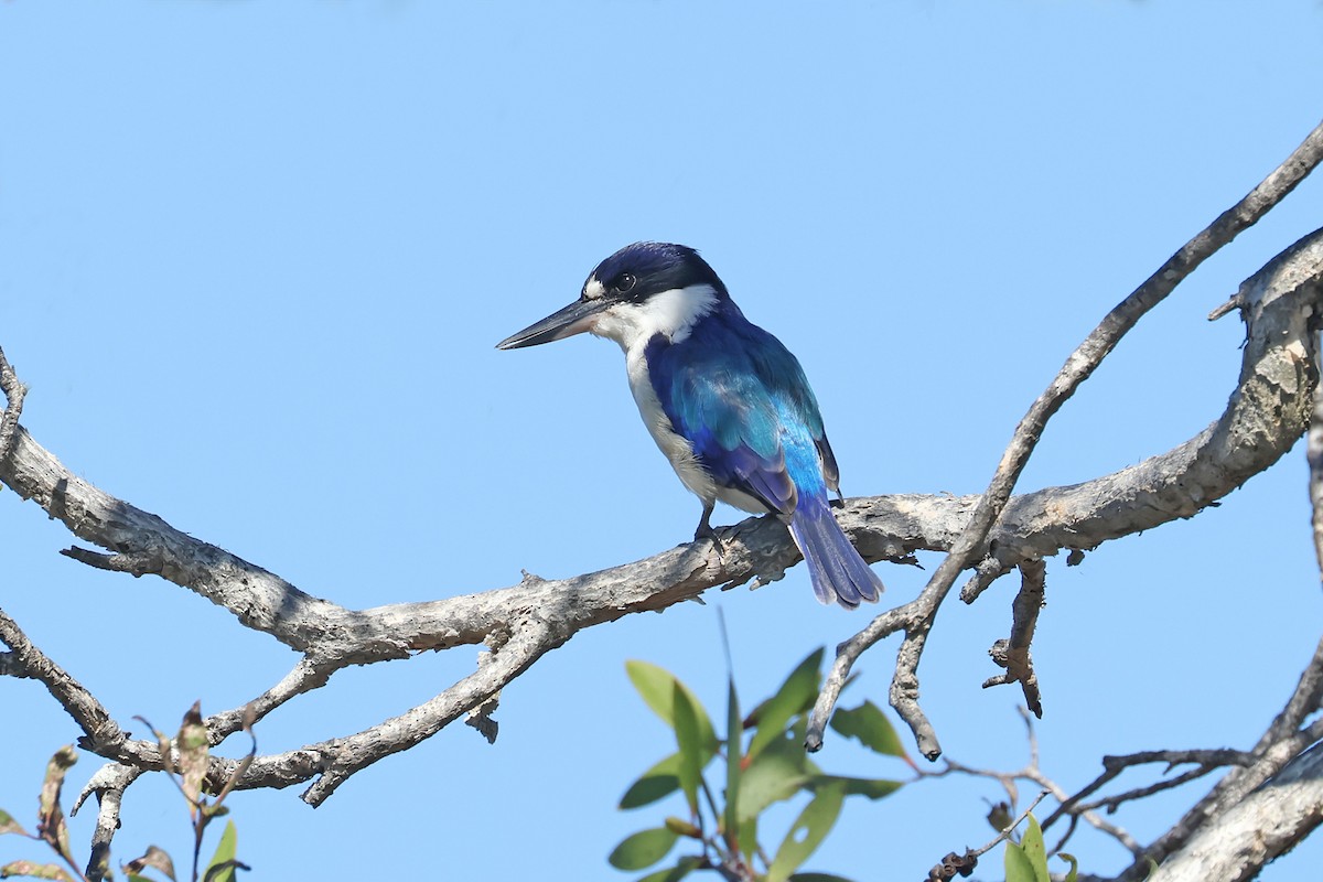 Forest Kingfisher - ML557454471