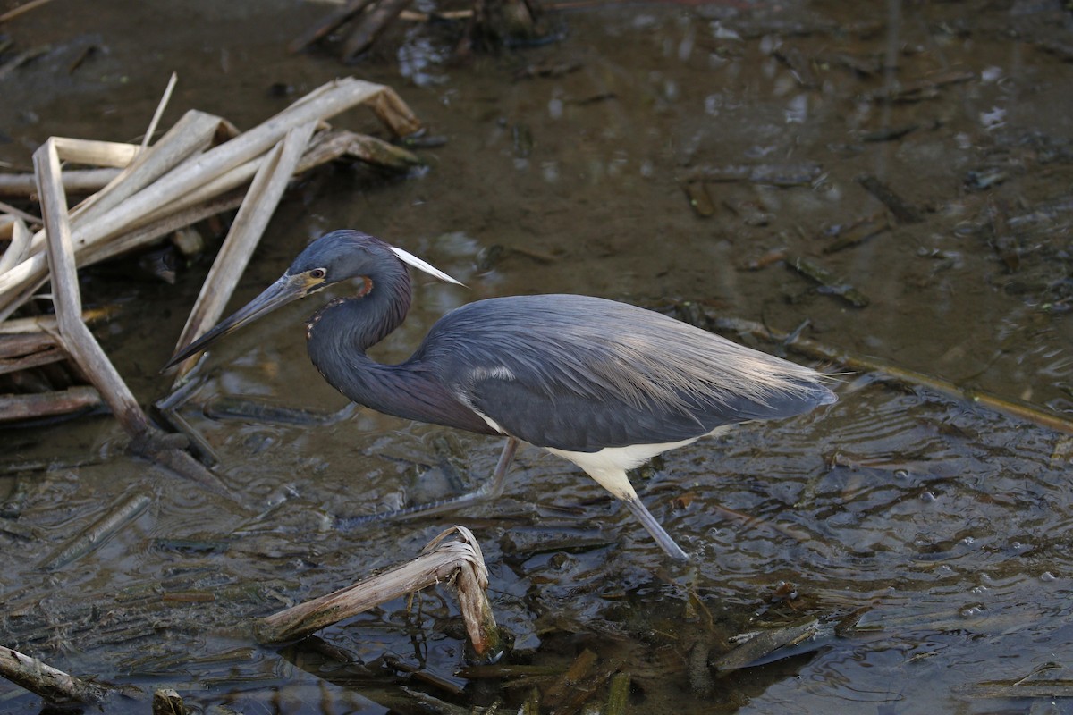 Tricolored Heron - Donna Pomeroy