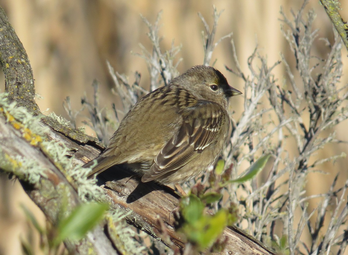 Golden-crowned Sparrow - ML557454671
