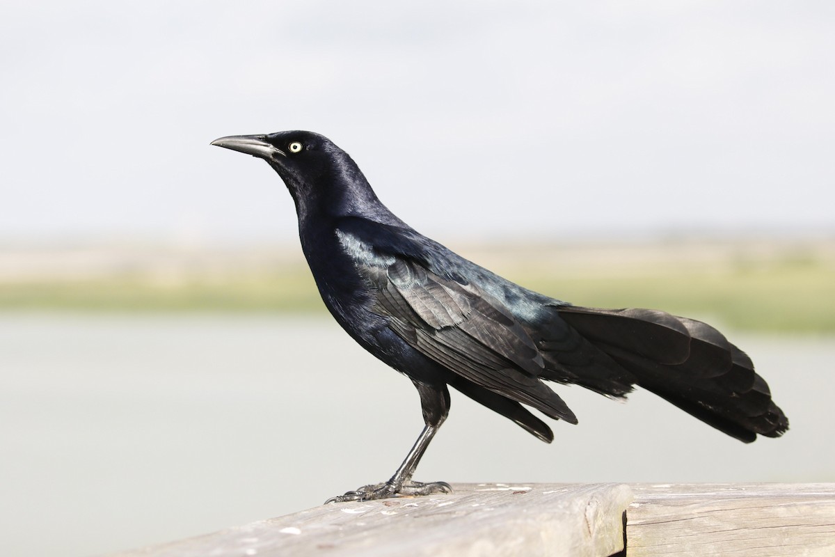 Great-tailed Grackle - Donna Pomeroy
