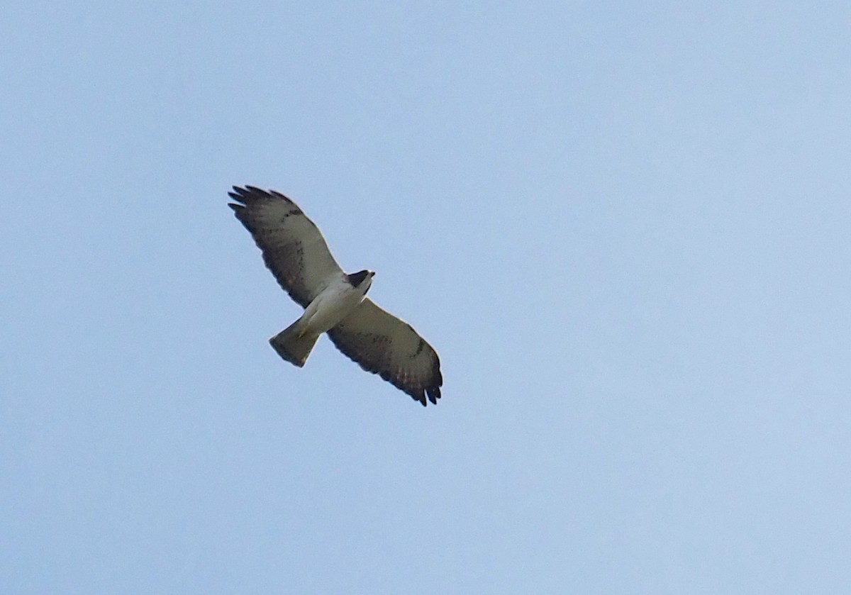 Short-tailed Hawk - Stephan Lorenz