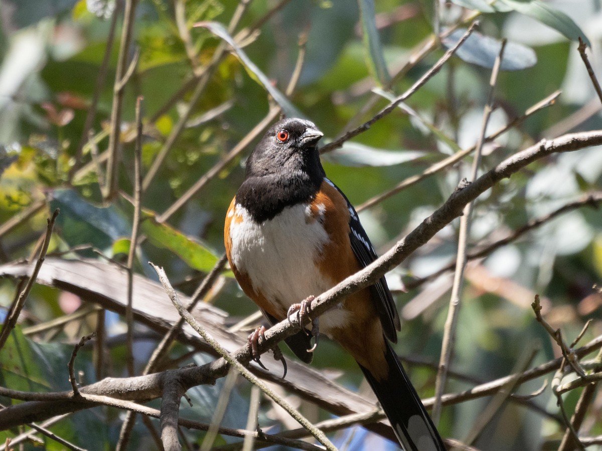 Spotted Towhee - ML557458541