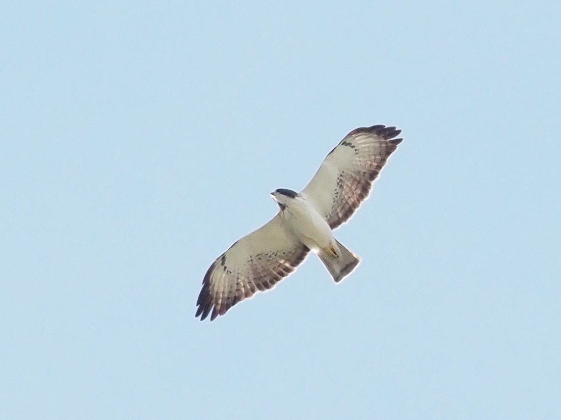 Short-tailed Hawk - ML557459611