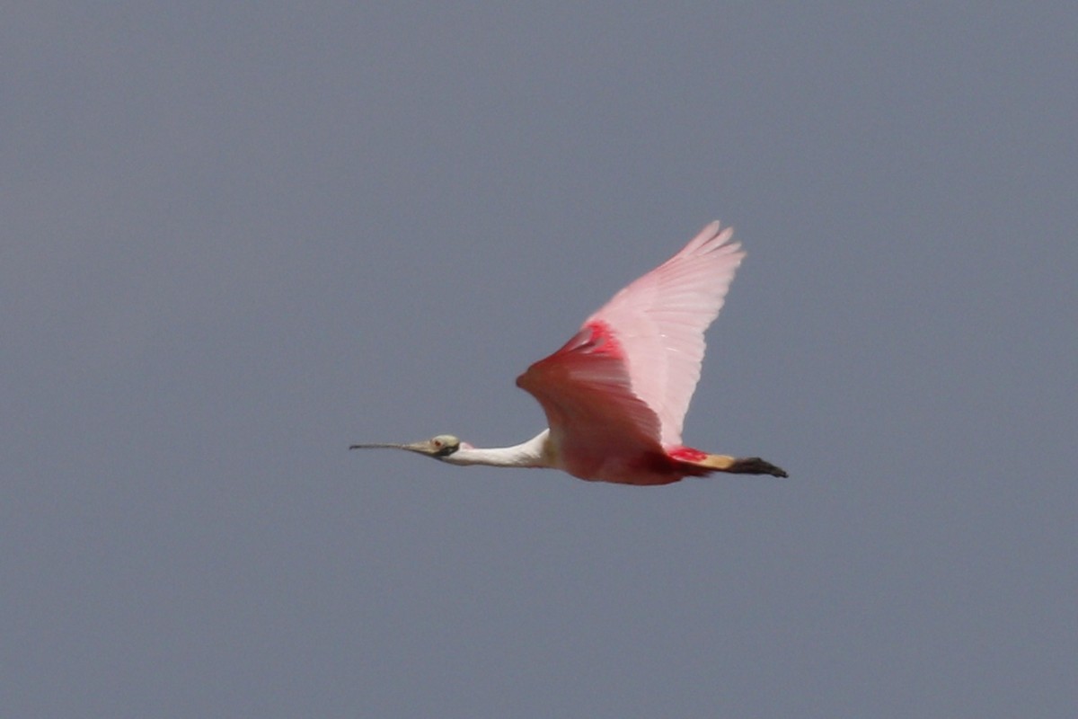 Roseate Spoonbill - Donna Pomeroy