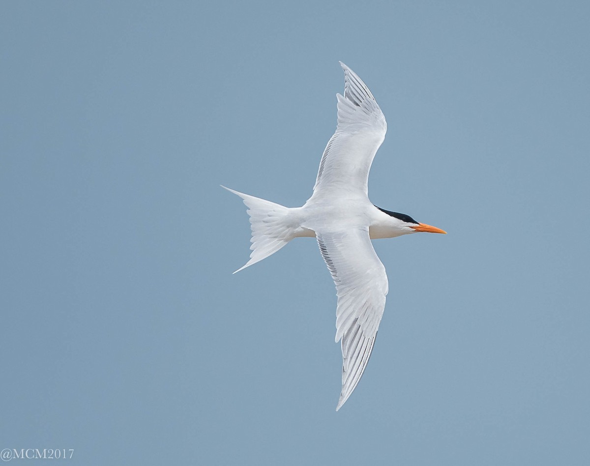 Royal Tern - Mary Catherine Miguez