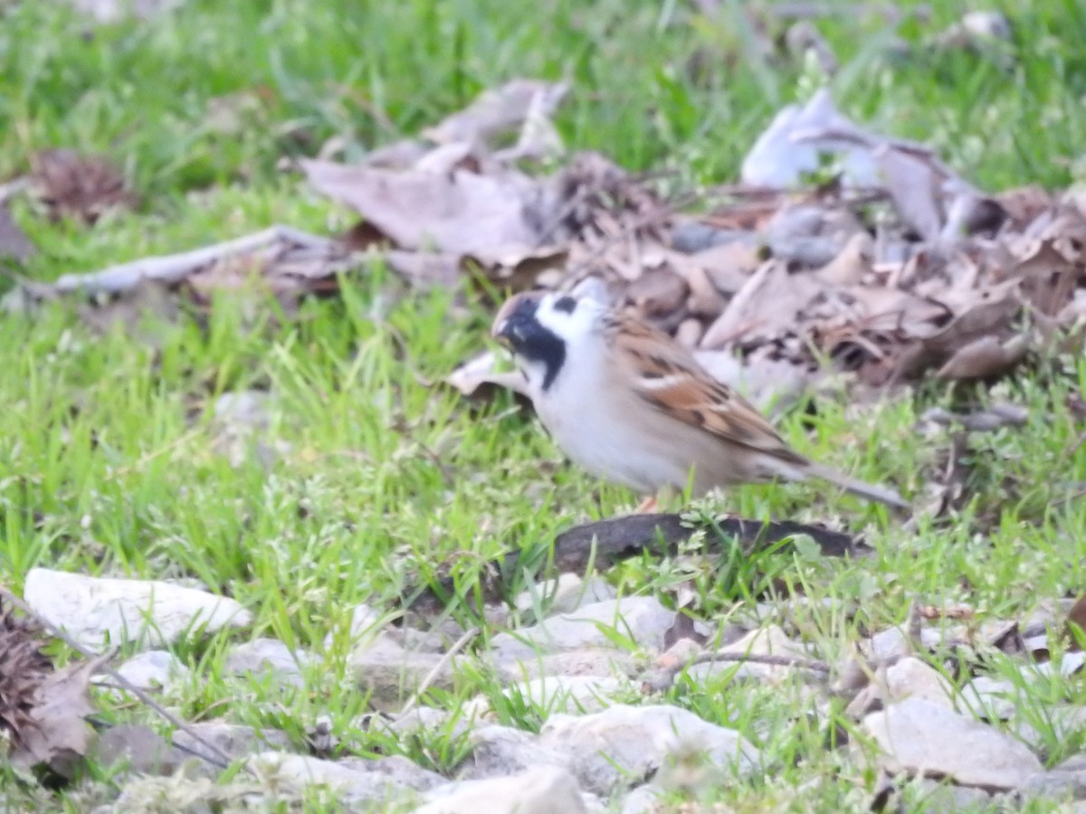 Eurasian Tree Sparrow - ML557471081