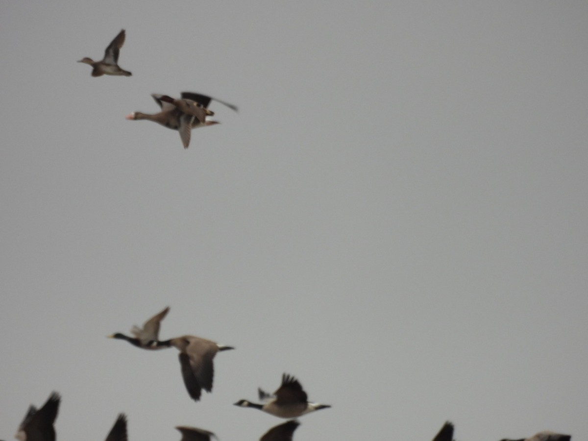 Greater White-fronted Goose - ML557472131