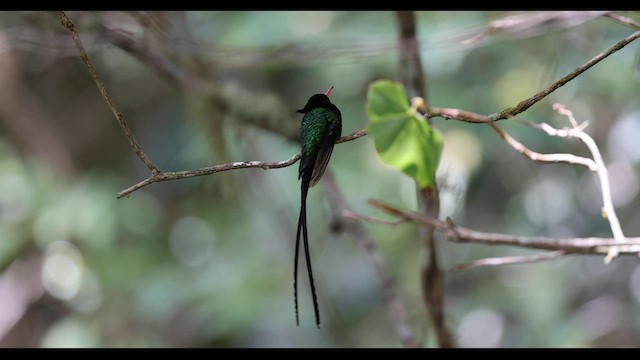 kolibřík červenozobý - ML557480171