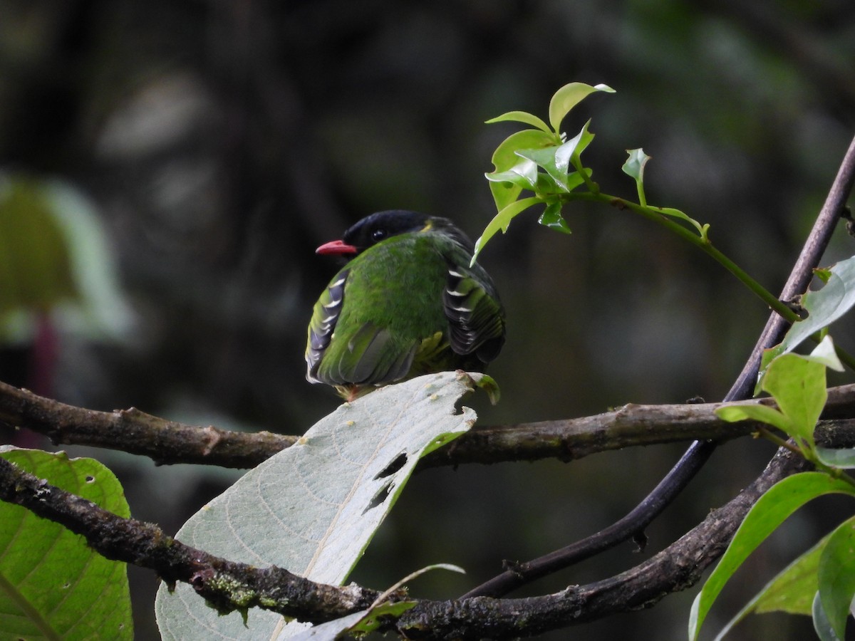 Green-and-black Fruiteater - ML557480801