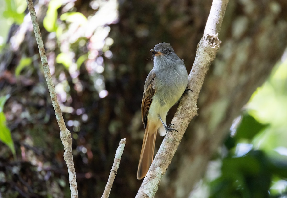 Rufous-tailed Flycatcher - ML557482201